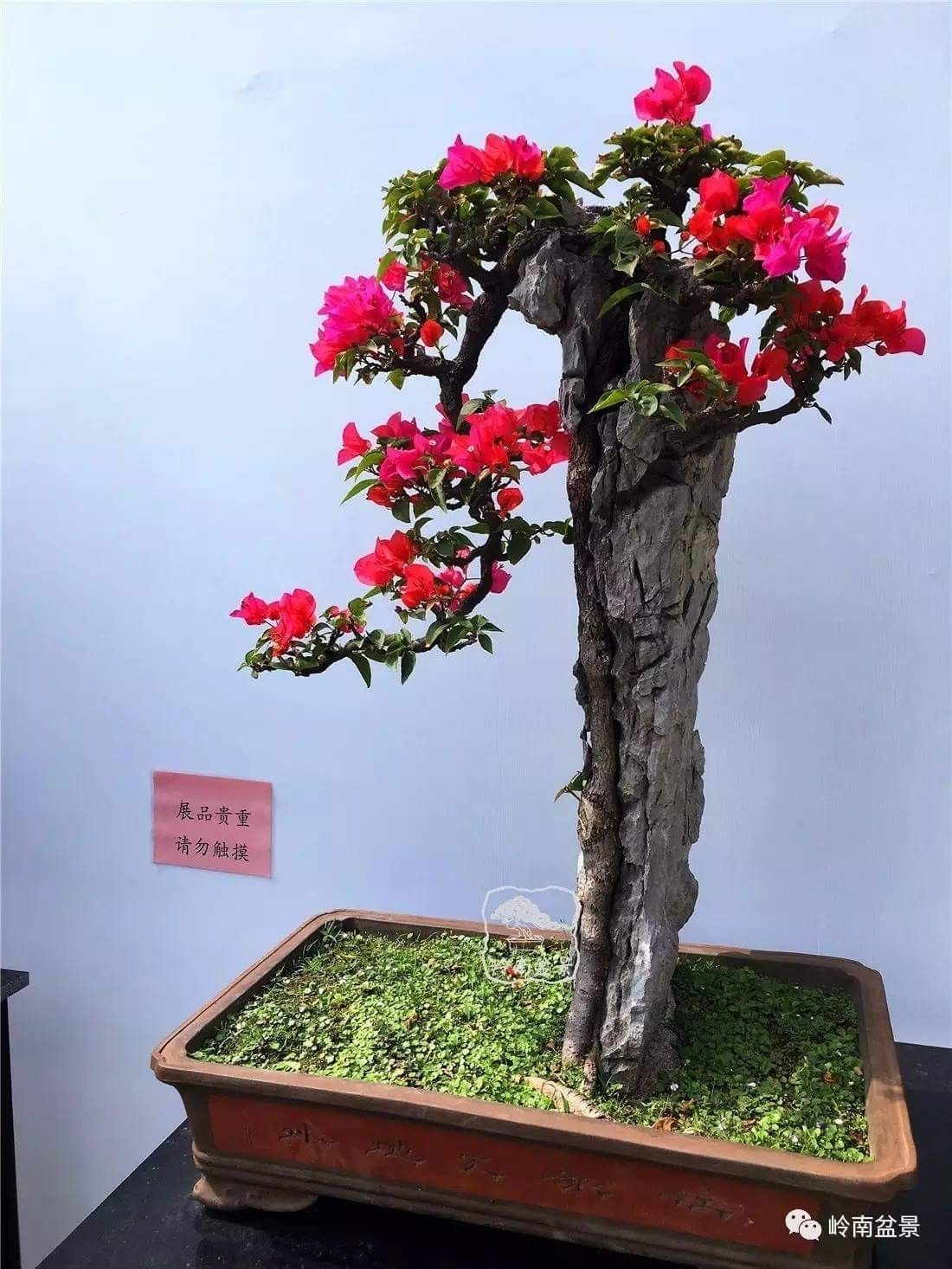 Hoa giấy leo giàn thì rực rỡ rồi, nhưng tạo thế bonsai vừa đẹp vừa ...