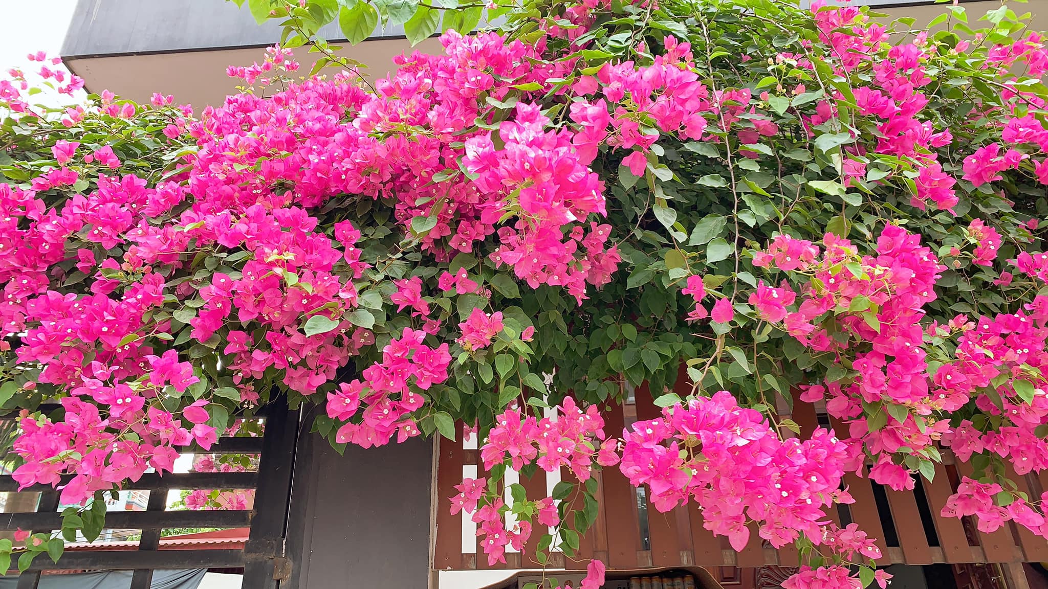 Hình nền đẹp về hoa Giấy màu hồng  PhotoCute  Tải ảnh miễn phí