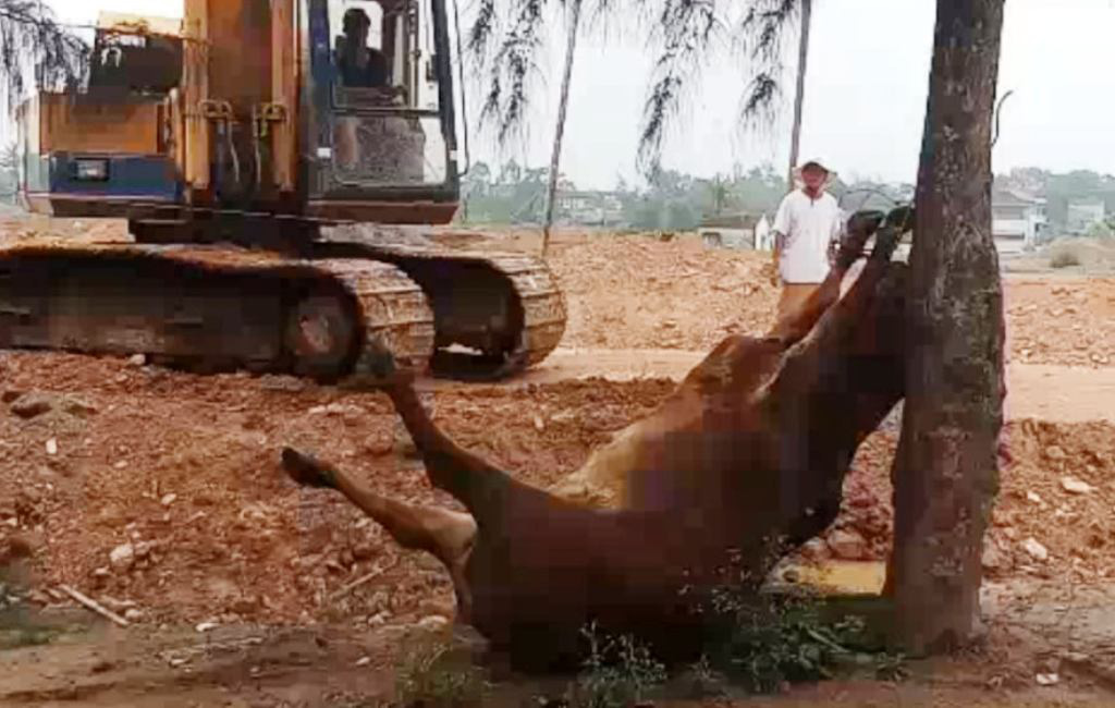 Hai người đàn ông lạ mặt xuất hiện, 4 con bò bỗng lăn ra chết bất thường - Ảnh 1.