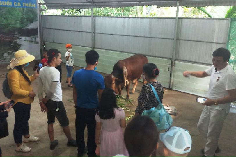 Bò 6 chân, 2 chân mọc ra từ cổ - Ảnh 2. Bò 6 chân, 2 chân mọc ra từ cổ - Ảnh 2.