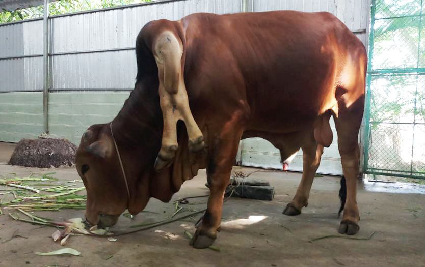 Bò 6 chân, 2 chân mọc ra từ cổ - Ảnh 1. Bò 6 chân, 2 chân mọc ra từ cổ - Ảnh 1.