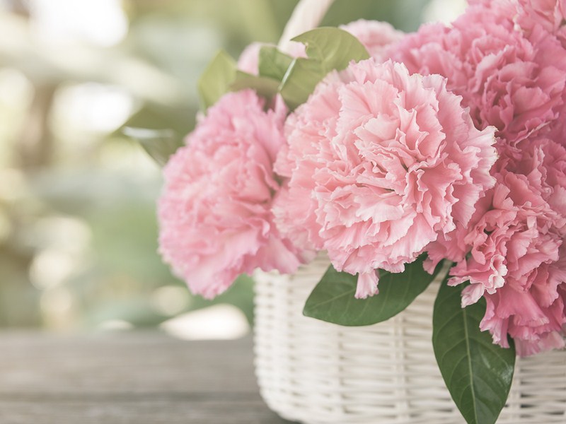 Gợi ý những loại hoa nên tặng trong Ngày của Mẹ để vẹn tròn ý nghĩa - Ảnh 2.