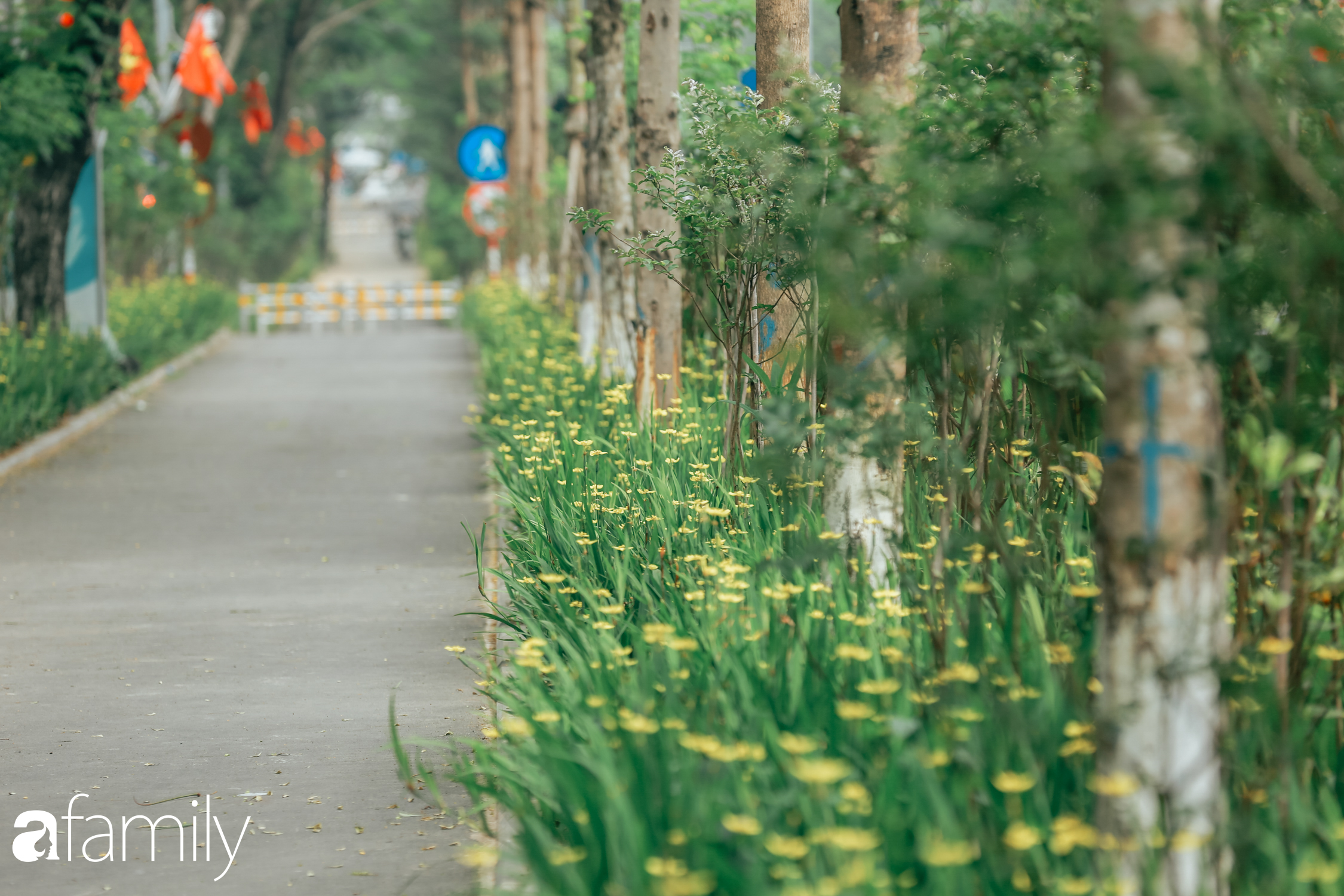 Hà Nội xuất hiện con đường đi bộ tuyệt đẹp ít người biết đến, mộng mơ chẳng kém gì phố Kim Mã huyền thoại - Ảnh 7.