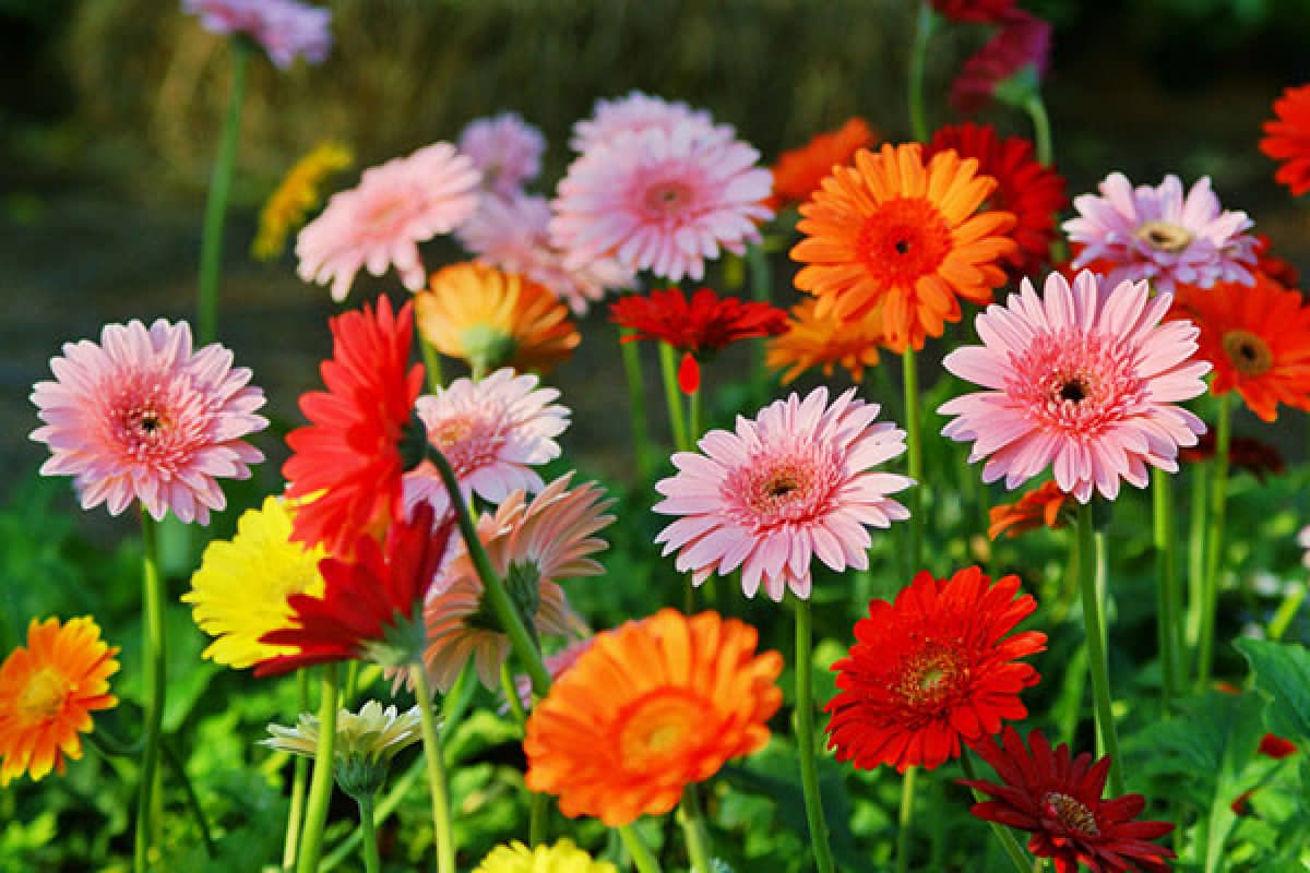 Gợi ý những loại hoa nên tặng trong Ngày của Mẹ để vẹn tròn ý nghĩa - Ảnh 3.