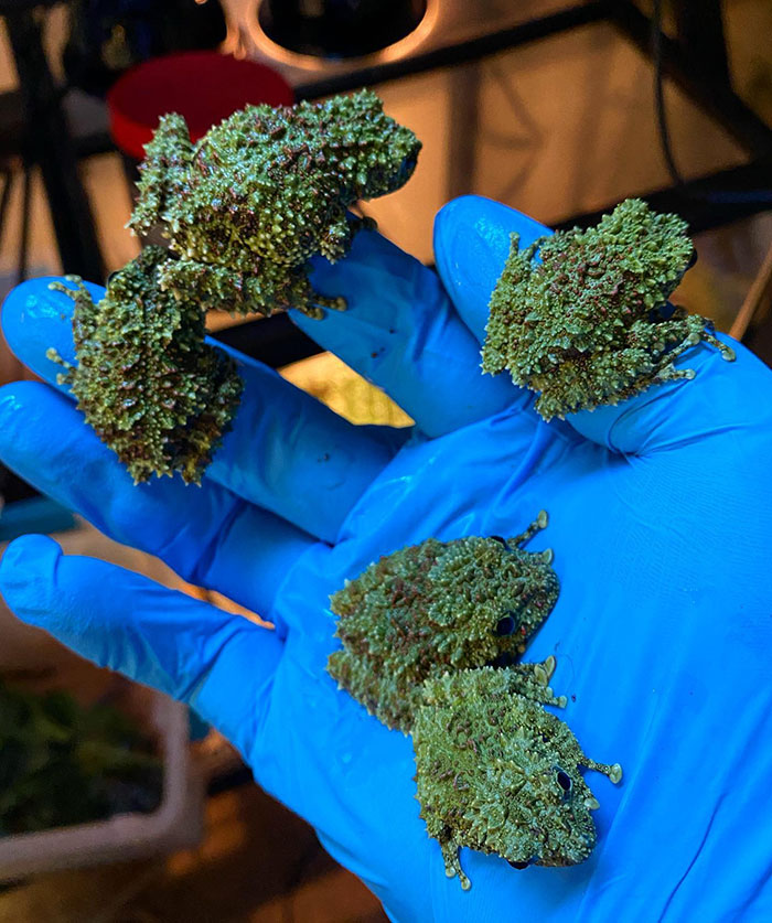 Ếch cây sần Bắc Bộ độc đáo của Việt Nam được tạp chí nước ngoài ca ngợi là "bậc thầy ngụy trang" - Ảnh 3. Ếch cây sần Bắc Bộ độc đáo của Việt Nam được tạp chí nước ngoài ca ngợi là "bậc thầy ngụy trang" - Ảnh 3.