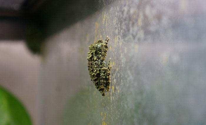 Ếch cây sần Bắc Bộ độc đáo của Việt Nam được tạp chí nước ngoài ca ngợi là "bậc thầy ngụy trang" - Ảnh 15. Ếch cây sần Bắc Bộ độc đáo của Việt Nam được tạp chí nước ngoài ca ngợi là "bậc thầy ngụy trang" - Ảnh 15.