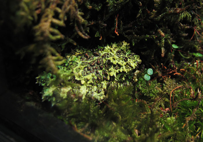 Ếch cây sần Bắc Bộ độc đáo của Việt Nam được tạp chí nước ngoài ca ngợi là "bậc thầy ngụy trang" - Ảnh 1. Ếch cây sần Bắc Bộ độc đáo của Việt Nam được tạp chí nước ngoài ca ngợi là "bậc thầy ngụy trang" - Ảnh 1.