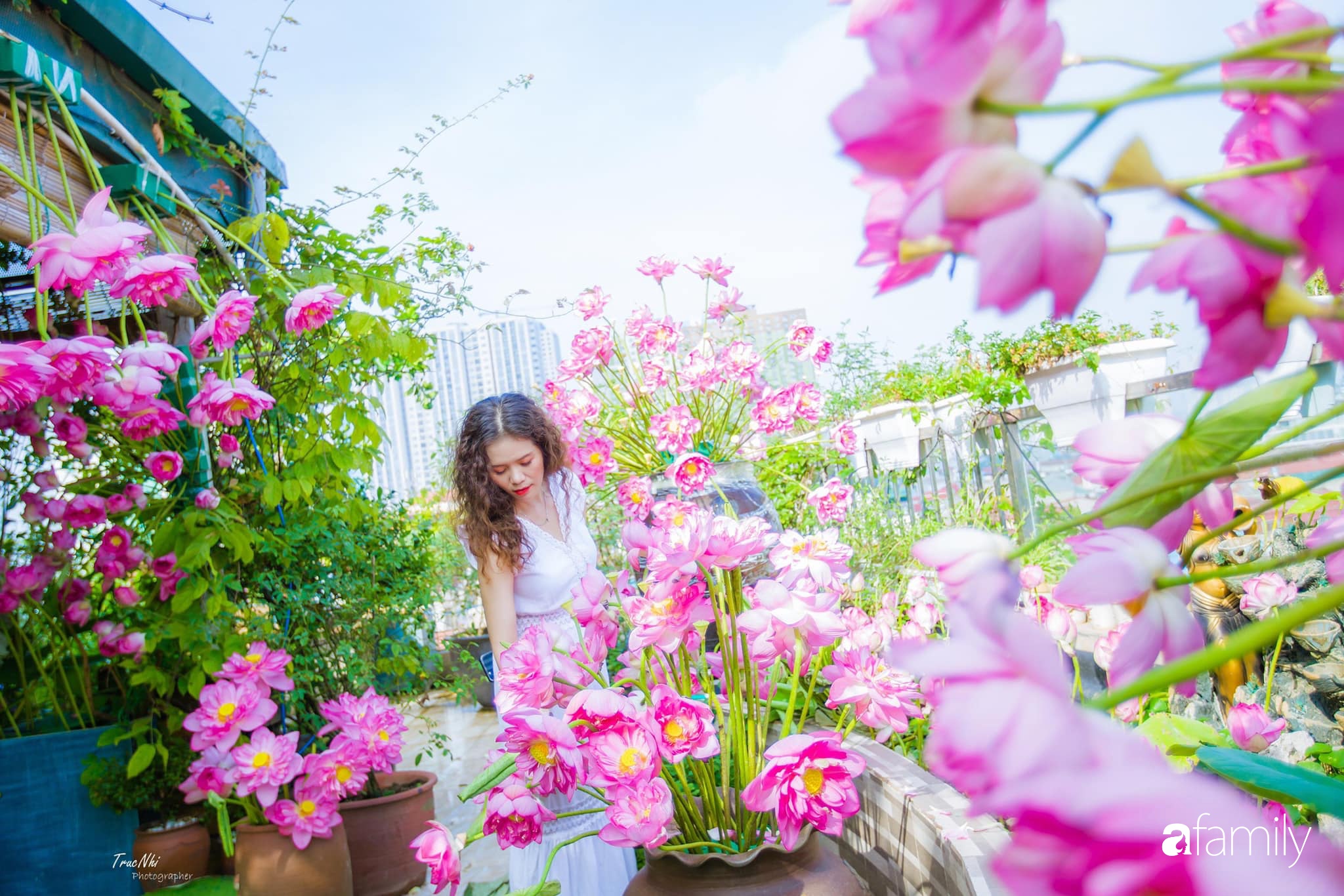 Bà mẹ Hà Nội tỉ mẩn dành 4 tiếng để tự cắm 1000 bông sen mang sắc màu mùa hạ lên sân thượng 200m² - Ảnh 2.