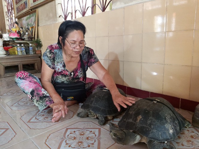 'Kỳ lạ' cụ rùa hơn trăm tuổi ở miền Tây biết... nghe kinh, ăn chay và giữ cửa - Ảnh 1.