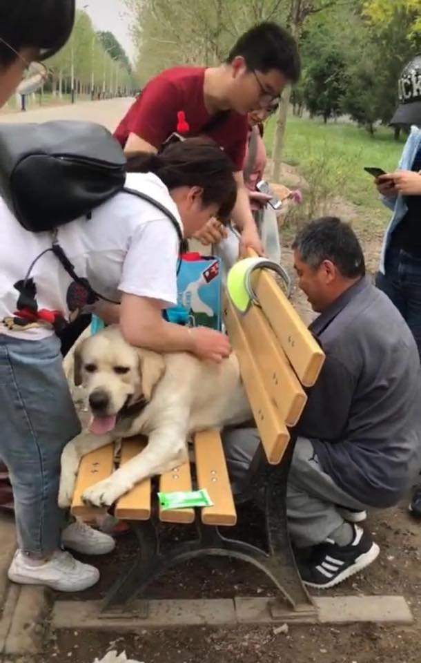 Chú chó bị mắc kẹt ở chiếc ghế công viên vì thân hình béo ịch