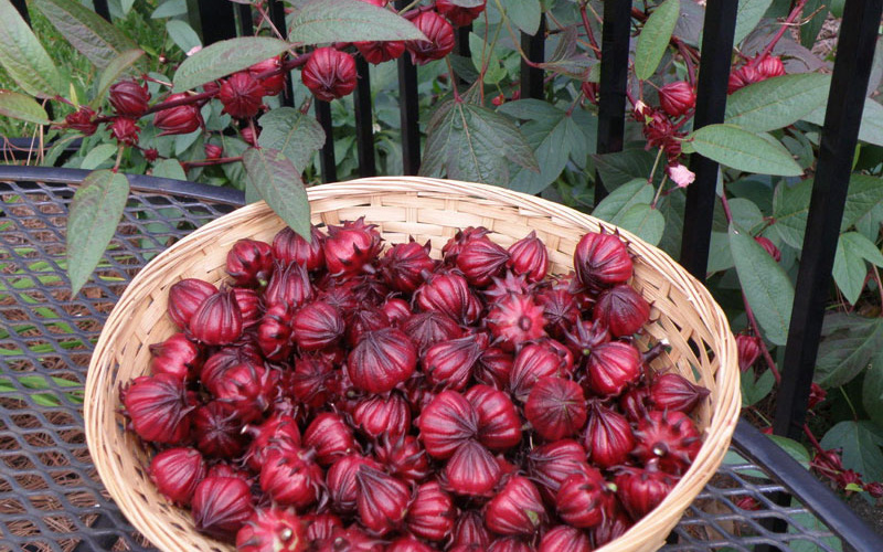 Mùa hoa Atiso nở rộ, giá 35 ngàn đồng/kg, bà nội trợ Việt lên mạng gom đơn mua chung để được hái tươi và không mất phí chuyển xe khách