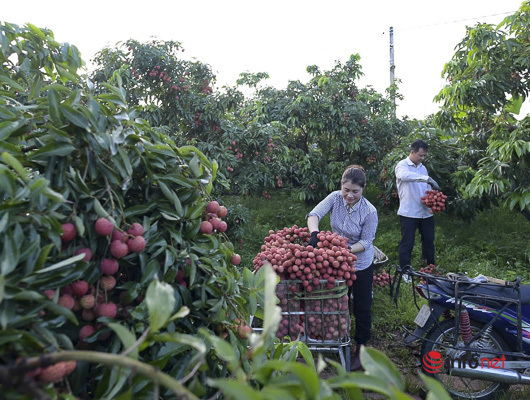 Trúng lớn mùa vải thiều, người dân thắp đèn thu hoạch cả đêm - Ảnh 9. Trúng lớn mùa vải thiều, người dân thắp đèn thu hoạch cả đêm - Ảnh 9.
