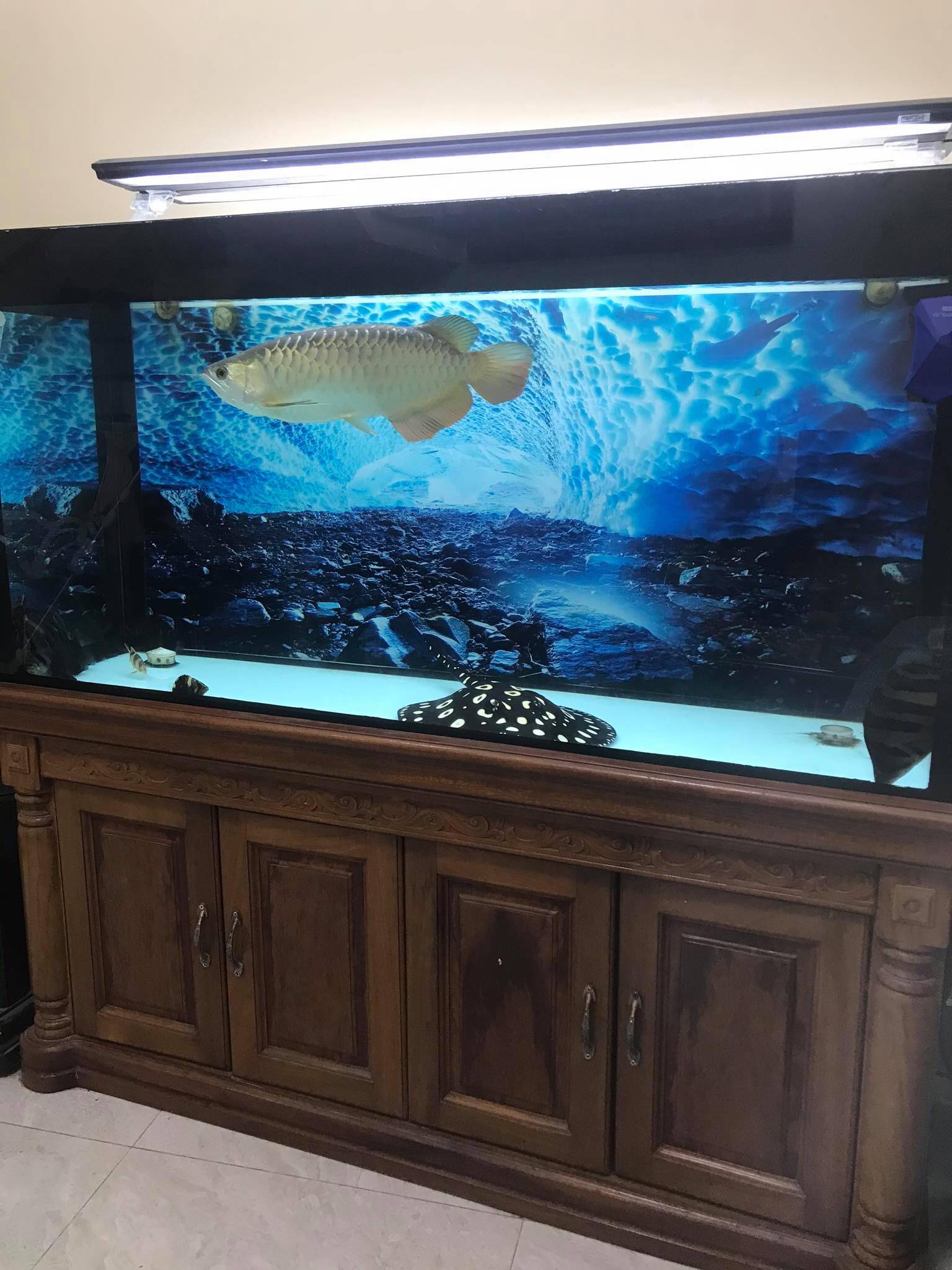 Cho chồng nu&ocirc;i c&aacute; cảnh, c&ocirc; vợ hốt hoảng đưa đi cấp cứu v&igrave; bị c&aacute; độc đ&acirc;m v&agrave;o người - Ảnh 4.