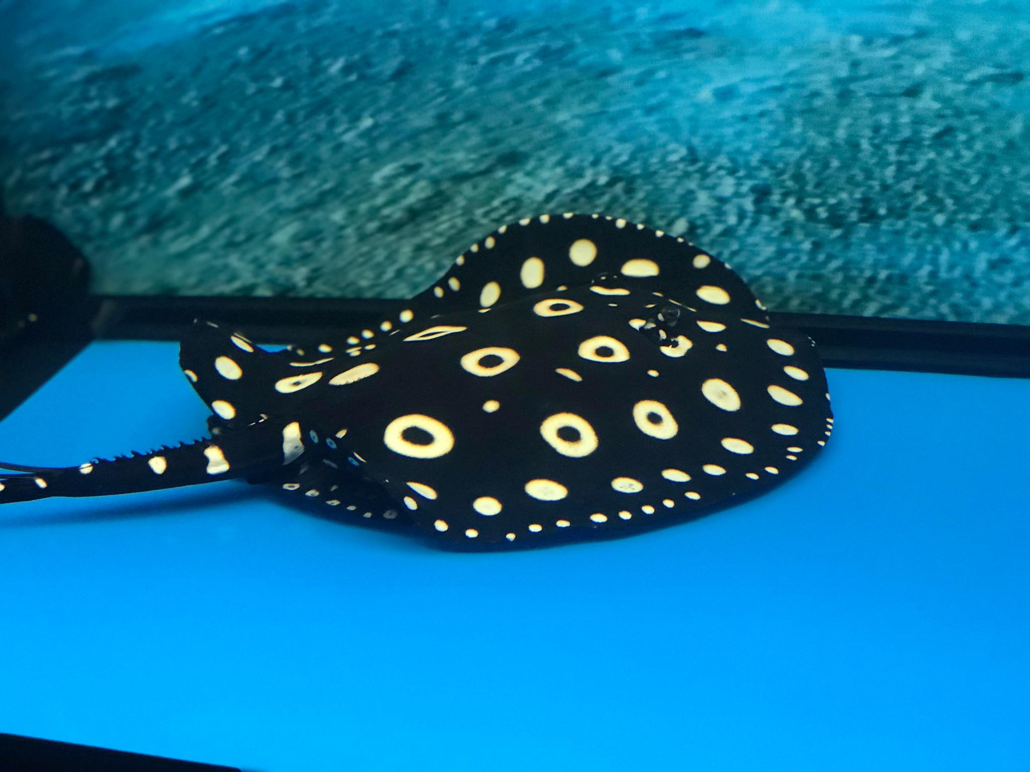 Cho chồng nu&ocirc;i c&aacute; cảnh, c&ocirc; vợ hốt hoảng đưa đi cấp cứu v&igrave; bị c&aacute; độc đ&acirc;m v&agrave;o người - Ảnh 1.