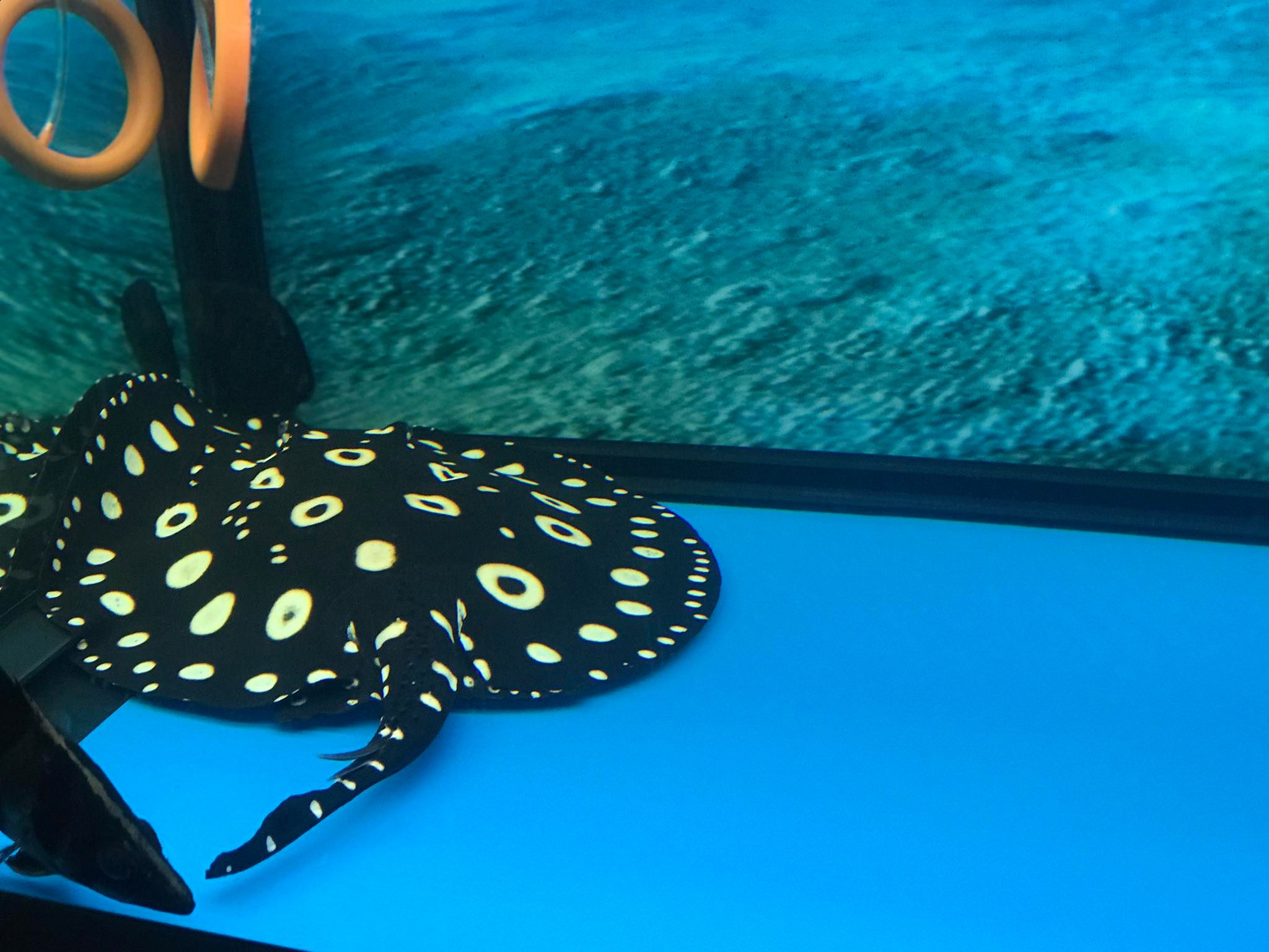 Cho chồng nu&ocirc;i c&aacute; cảnh, c&ocirc; vợ hốt hoảng đưa đi cấp cứu v&igrave; bị c&aacute; độc đ&acirc;m v&agrave;o người - Ảnh 3.