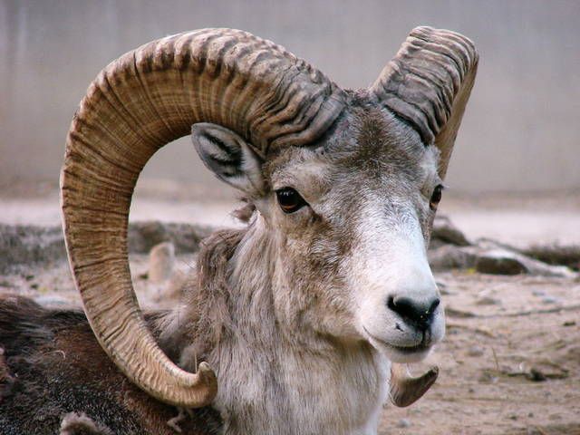 Cậu cả nhà ông Trump tiêu tốn hơn 1,7 tỷ sang Mông Cổ săn cừu trong Sách đỏ - Ảnh 1.