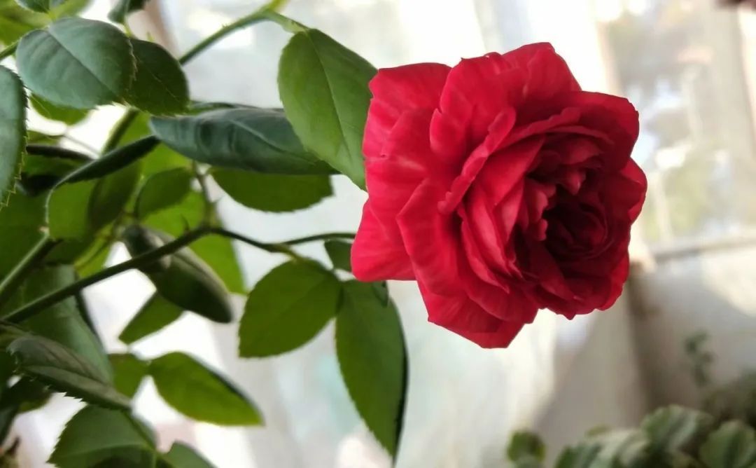 Cuộc sống độc thân có nhiều thay đổi nhờ trồng hoa hồng ngát hương ở ban công căn hộ giữa thành phố lớn - Ảnh 11.