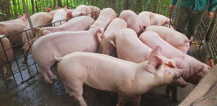 Giá lợn hơi ở Thái chỉ 55.000 đồng/kg, doanh nghiệp Việt xin nhập gấp 80 vạn con lợn sống về giết mổ - Ảnh 2.