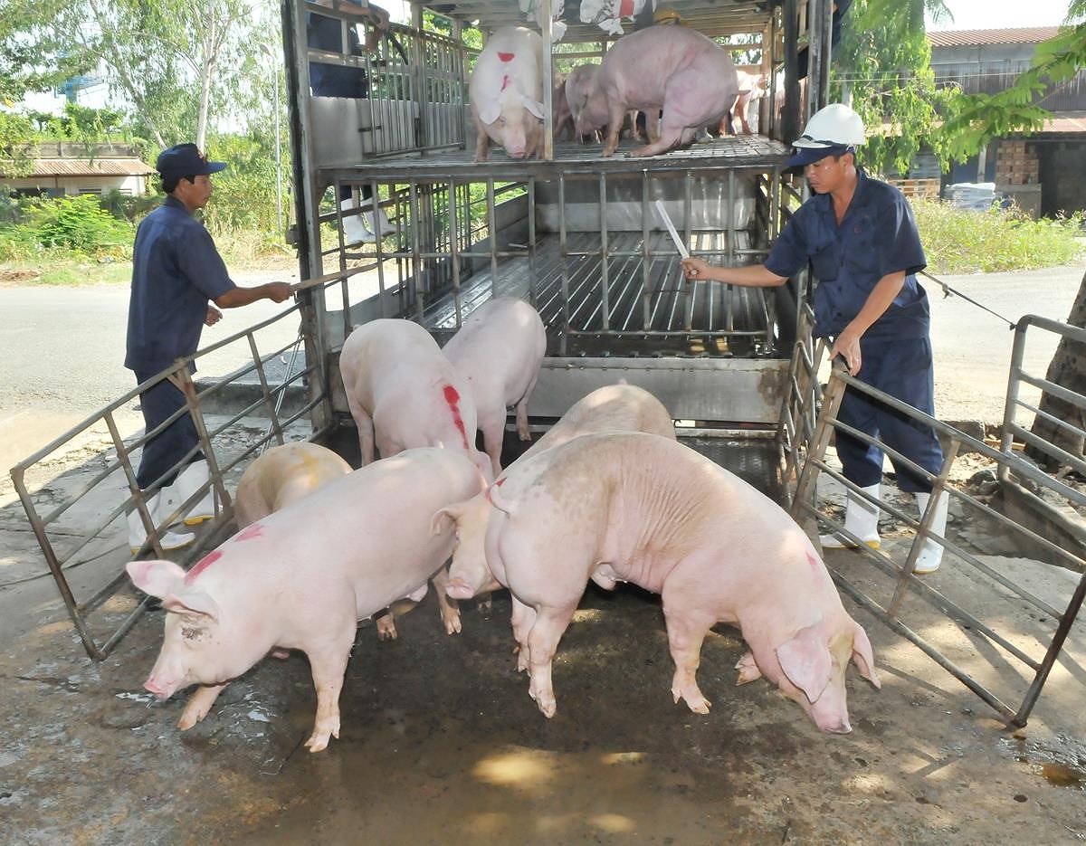 Giá lợn hơi ở Thái chỉ 55.000 đồng/kg, doanh nghiệp Việt xin nhập gấp 80 vạn con lợn sống về giết mổ - Ảnh 3.