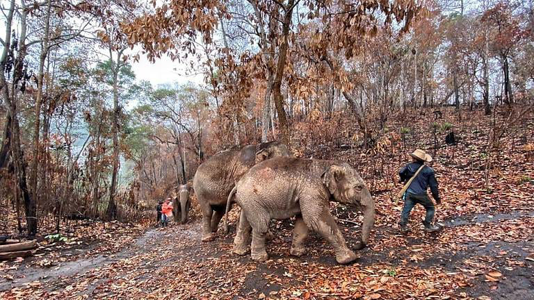 Thất nghiệp vì Covid-19, hàng nghìn chú voi Thái đi bộ về quê - Ảnh 2.