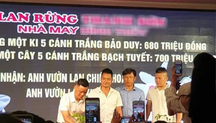 Tưởng hàng rẻ tiền, vì lý do không ngờ mà chậu hoa lan này có giá 700 triệu đồng - Ảnh 1.