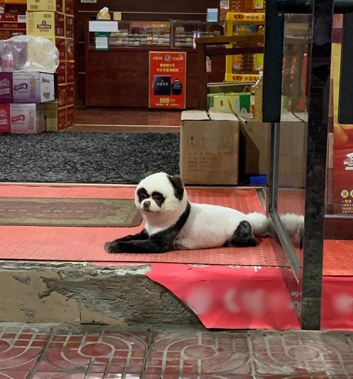 Con vật kỳ lạ nằm buồn thiu trước cửa tiệm tạp hóa khiến ai cũng