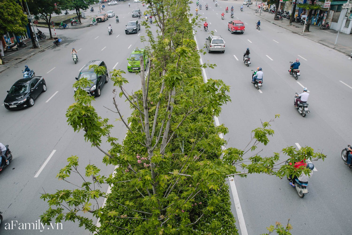 Sau thời gian &quot;đánh vật&quot; với cái nắng như đổ lửa, con đường lá phong đầu tiên ở Hà Nội trở nên xanh tốt khiến nhiều người bất ngờ - Ảnh 13.