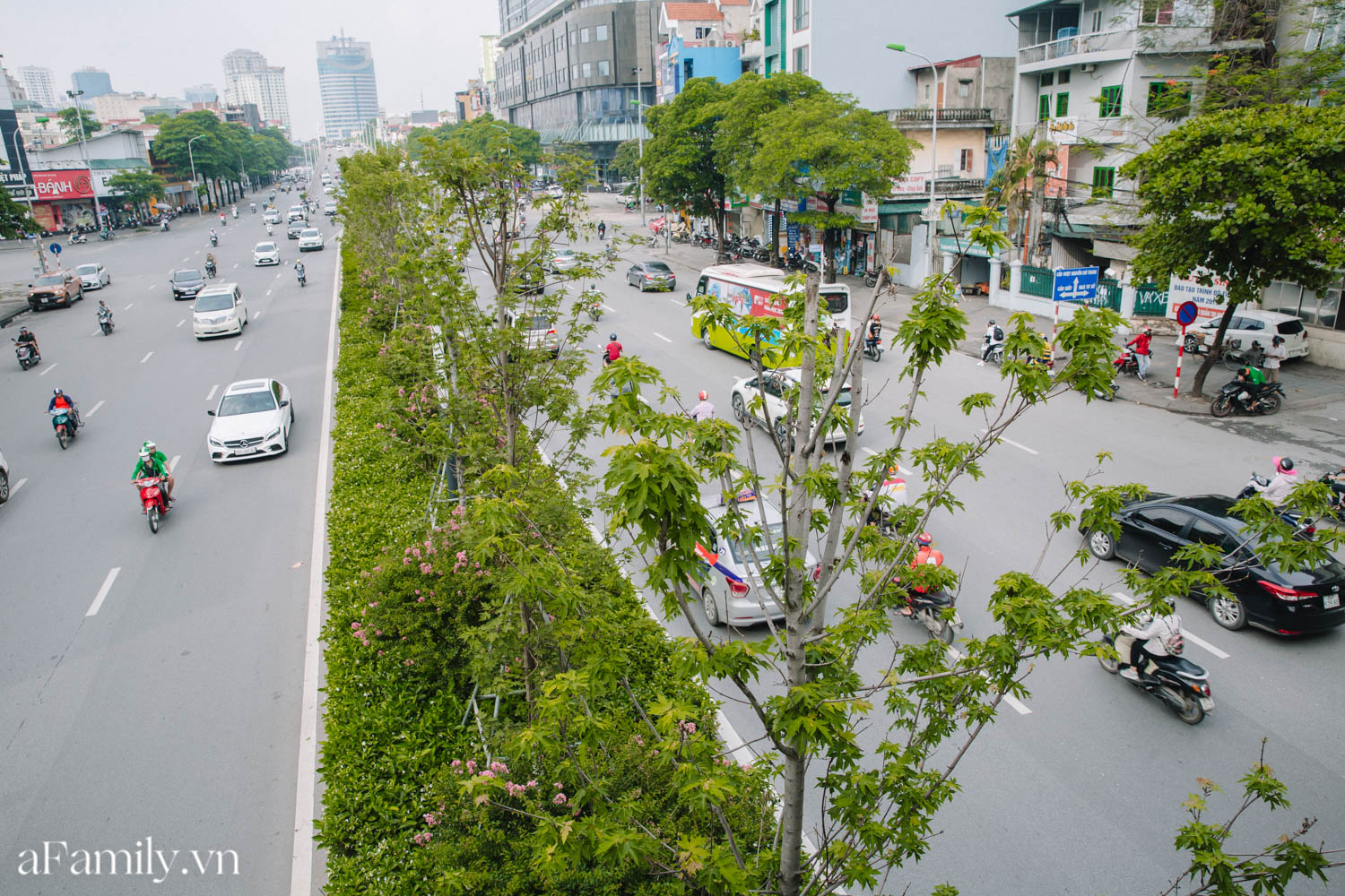 Sau thời gian &quot;đánh vật&quot; với cái nắng như đổ lửa, con đường lá phong đầu tiên ở Hà Nội trở nên xanh tốt khiến nhiều người bất ngờ - Ảnh 8.