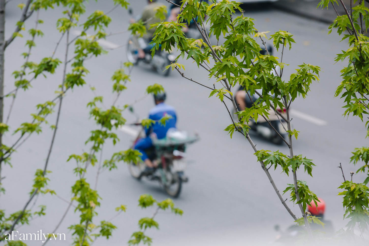 Sau thời gian &quot;đánh vật&quot; với cái nắng như đổ lửa, con đường lá phong đầu tiên ở Hà Nội trở nên xanh tốt khiến nhiều người bất ngờ - Ảnh 12.