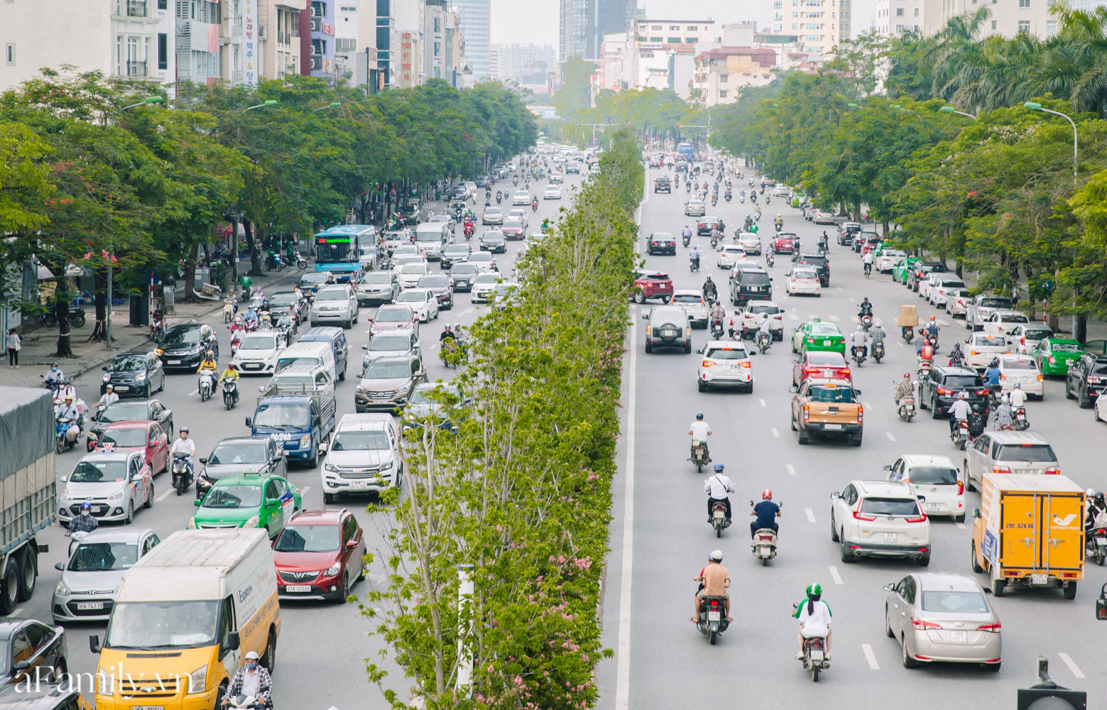 Sau thời gian &quot;đánh vật&quot; với cái nắng như đổ lửa, con đường lá phong đầu tiên ở Hà Nội trở nên xanh tốt khiến nhiều người bất ngờ - Ảnh 1.