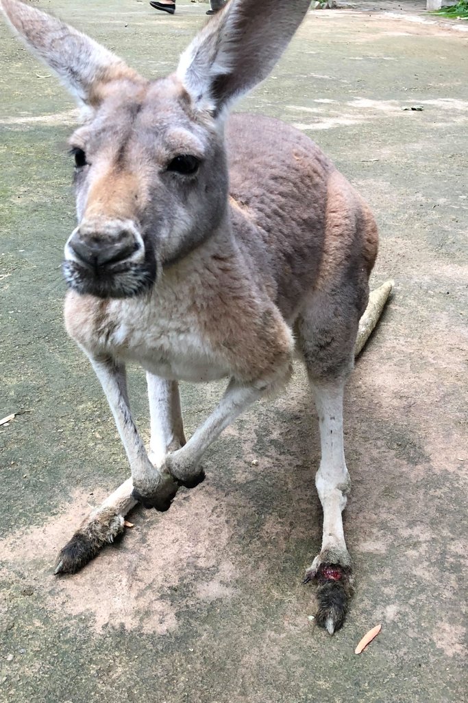 Kangaroo là biểu tượng của nước nào  Tư vấn