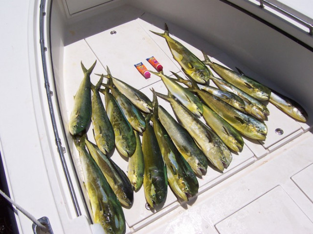 cacc81-nucca3c-heo-mahi-mahi-159245399520036547618.jpg