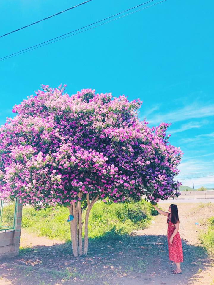 Cây bằng lăng cô đơn ở Bình Thuận nở hoa tím rợp trời