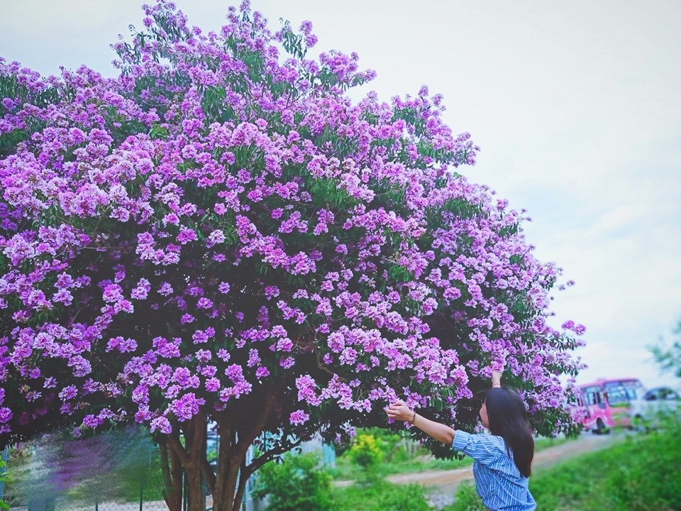 Cây bằng lăng cô đơn ở Bình Thuận nở hoa tím rợp trời, chụp góc nào cũng đẹp khiến ai nấy mê mẩn - Ảnh 3.