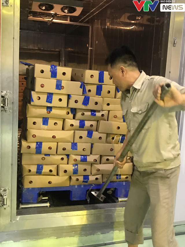 Để được xuất ngoại, trái vải Việt phải trải qua các công đoạn gì? - Ảnh 3. Để được xuất ngoại, trái vải Việt phải trải qua các công đoạn gì? - Ảnh 3.