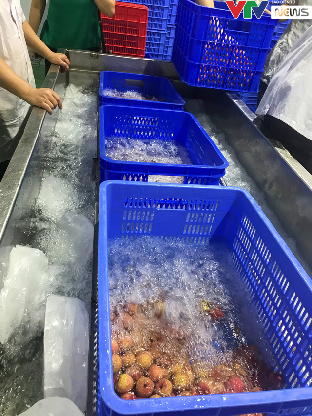 Để được xuất ngoại, trái vải Việt phải trải qua các công đoạn gì? - Ảnh 6. Để được xuất ngoại, trái vải Việt phải trải qua các công đoạn gì? - Ảnh 6.