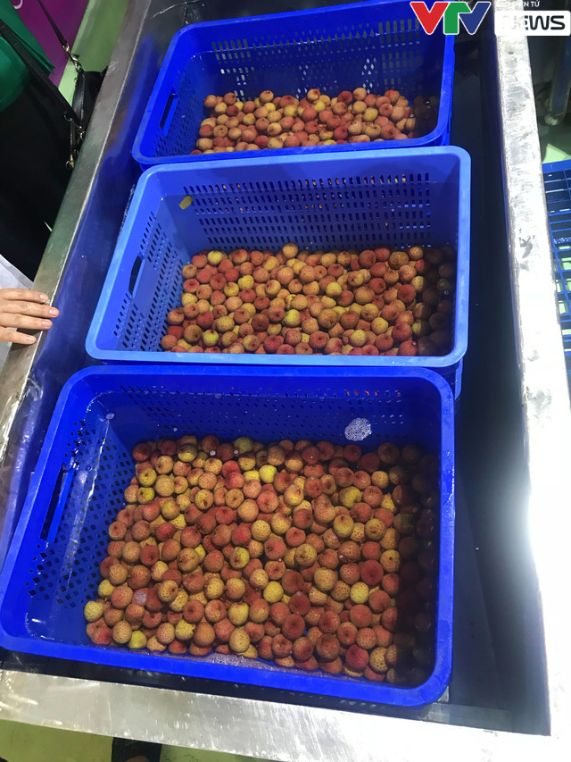 Để được xuất ngoại, trái vải Việt phải trải qua các công đoạn gì? - Ảnh 7. Để được xuất ngoại, trái vải Việt phải trải qua các công đoạn gì? - Ảnh 7.
