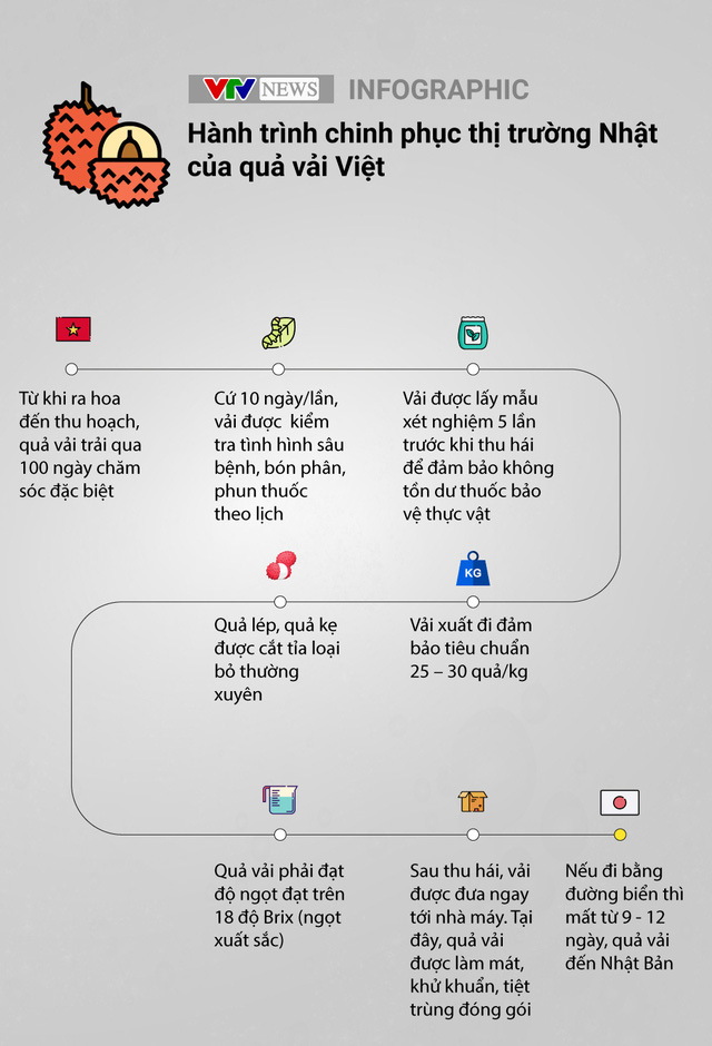 Để được xuất ngoại, trái vải Việt phải trải qua các công đoạn gì? - Ảnh 1. Để được xuất ngoại, trái vải Việt phải trải qua các công đoạn gì? - Ảnh 1.