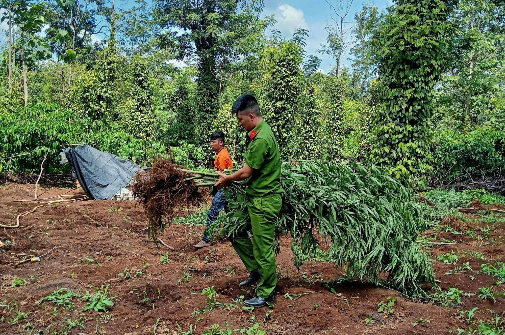 Trồng hơn 1 ha cây cần sa để… cho gà ăn! - Ảnh 1.