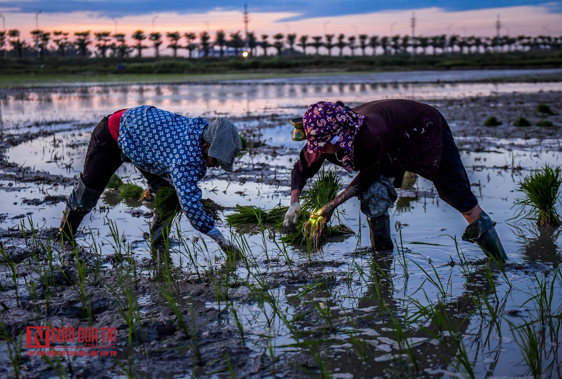 Tránh nóng, nông dân soi đèn cấy lúa từ 3h sáng - Ảnh 9.