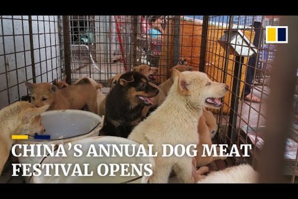 Bất chấp phản đối, lễ hội thịt chó vẫn được tổ chức ở Trung Quốc - Ảnh 1.