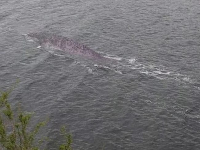 Xem ảnh chụp trong chuyến đi năm ngoái, người đàn ông phát hiện sinh vật lạ nên đăng đàn hỏi, MXH &quot;dậy sóng&quot; tin rằng đó là quái vật hồ Loch Ness - Ảnh 1.
