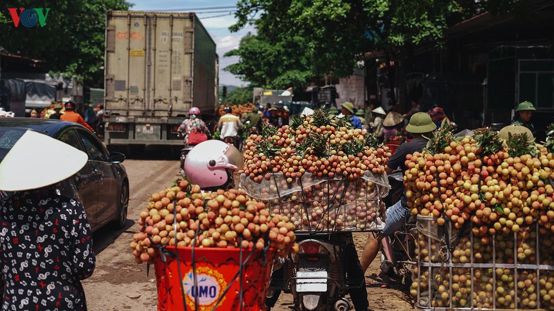 Vải thiều Lục Ngạn được mùa, được giá - Ảnh 2.