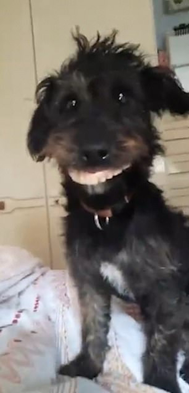 Chó cười không chỉ là điều quái dị, đó còn là sự lạc quan và hạnh phúc. Hãy cùng xem bức ảnh chú chó này cười tít mắt và tận hưởng niềm vui của nó.