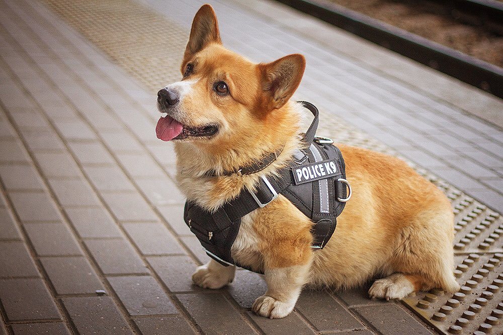 Cảnh sát và chó: Hãy cùng xem hình ảnh đầy cảm hứng về cảnh sát và chó. Sự đoàn kết và sự trung thành của chú chó đối với chủ nhân của mình đã tạo ra một cảnh tượng rất đẹp và ý nghĩa.