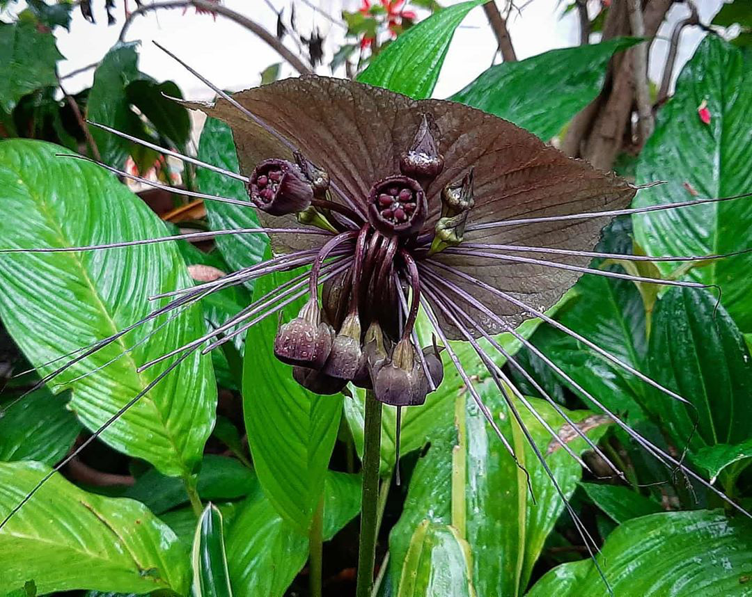 Las flores de formas extrañas hacen que quien las ve no se atreva a creerlo, insistiendo en que se trata de un producto de photoshop - Foto 4.