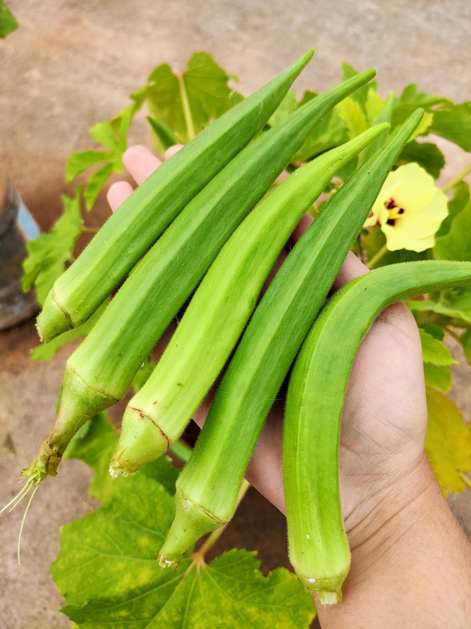 Gặp cô gái làm vườn &quot;siêu đẳng&quot;, thích trải nghiệm cuộc sống đồng quê trên sân thượng chung cư - Ảnh 15.