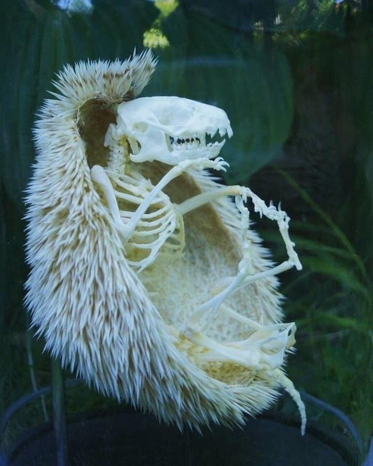 22 photos of strange animals that are real on Earth but thought only in mythology - Photo 21.