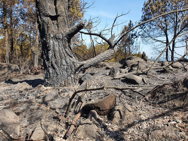 Cảnh hoang tàn ở cánh rừng thông già sau nhiều đợt cháy hoành hành những ngày qua - Ảnh 12.