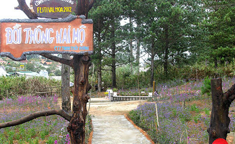 Đồi thông hai mộ ở Đà Lạt và câu chuyện thiên tình sử đầy bi thương mà ít người biết đến - Ảnh 1. Đồi thông hai mộ ở Đà Lạt và câu chuyện thiên tình sử đầy bi thương mà ít người biết đến - Ảnh 1.